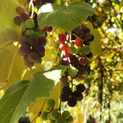Struguri din Cerașu