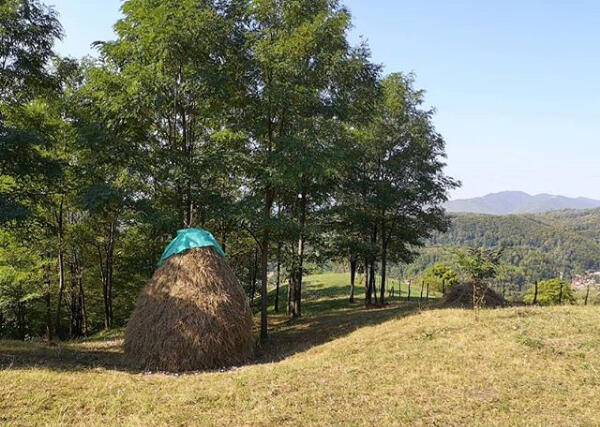 Pășune din Cerașu